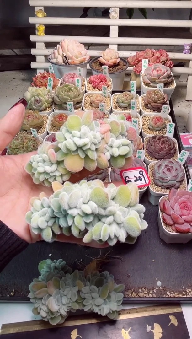 【闪购商品】G209雪晃星两个一物一拍