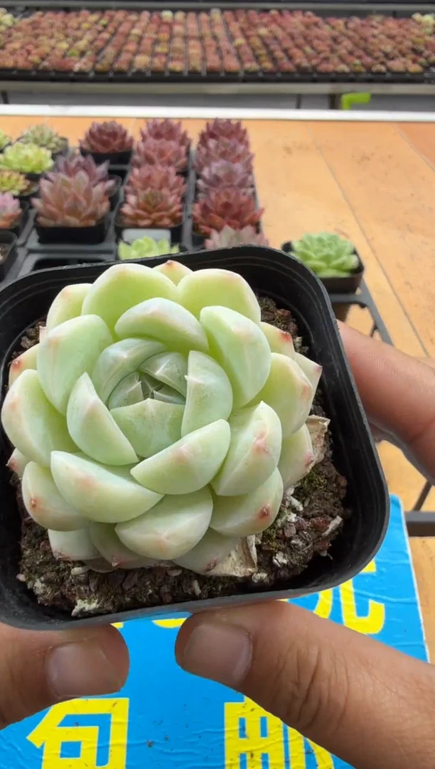 东云多肉园二店-86