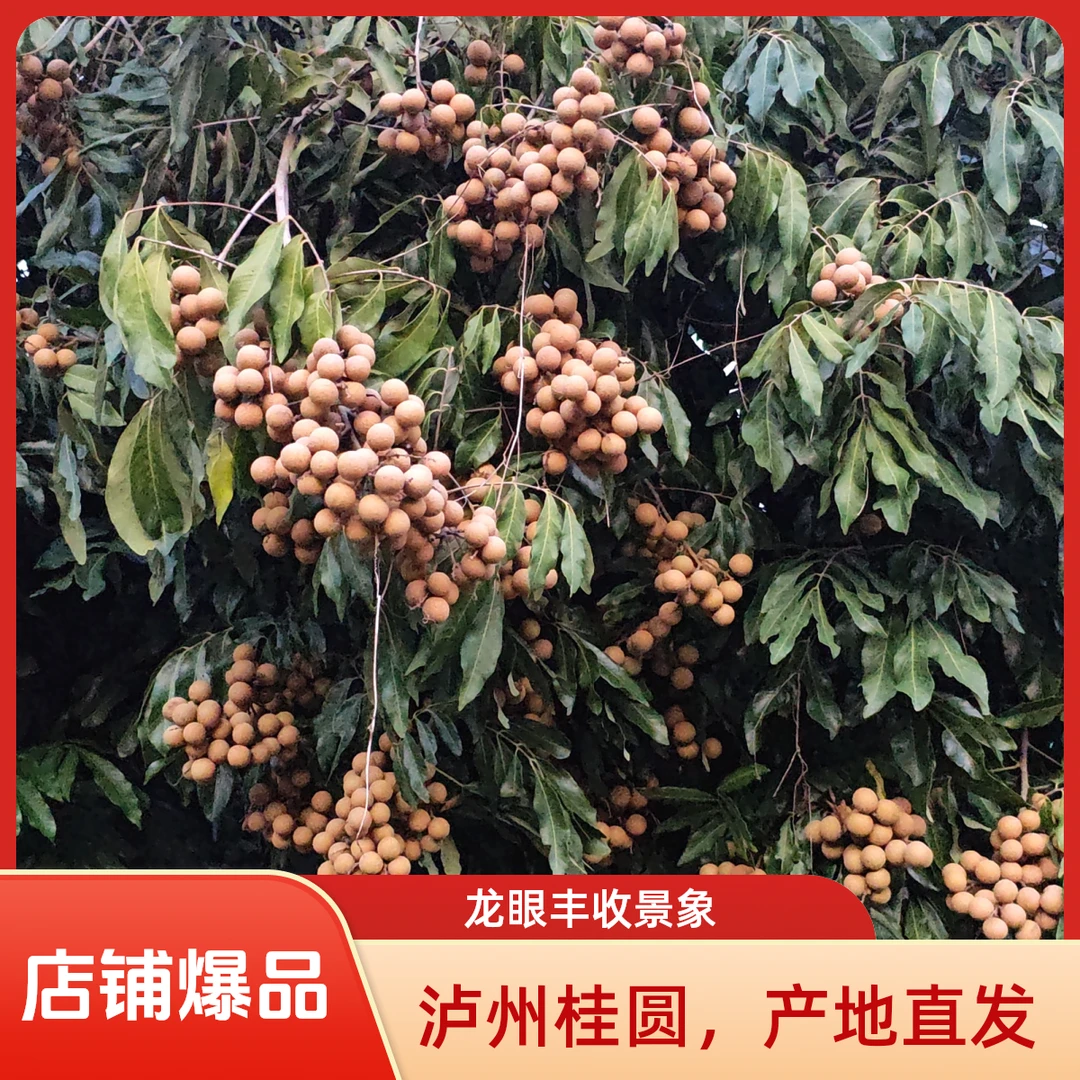 现摘新鲜当季龙眼泸州桂圆清甜多汁肉厚饱满