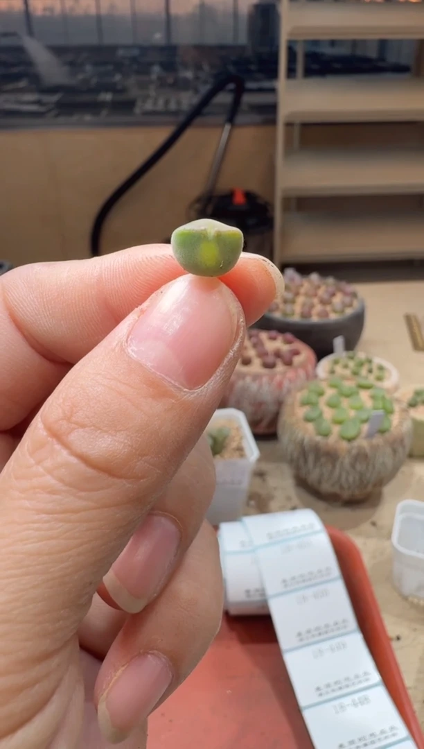 路****子18-446多肉植物肉锥