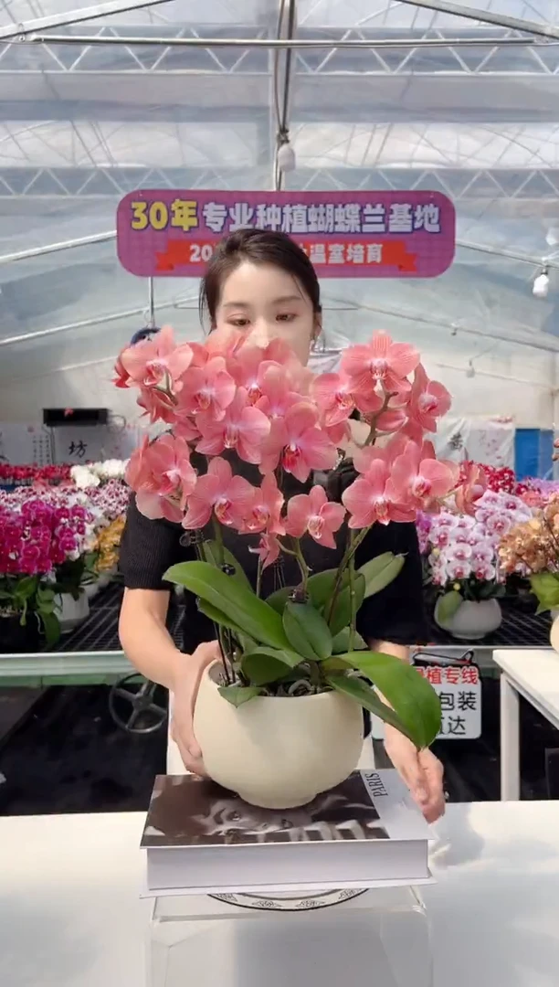 大部分开放少量花苞彩月