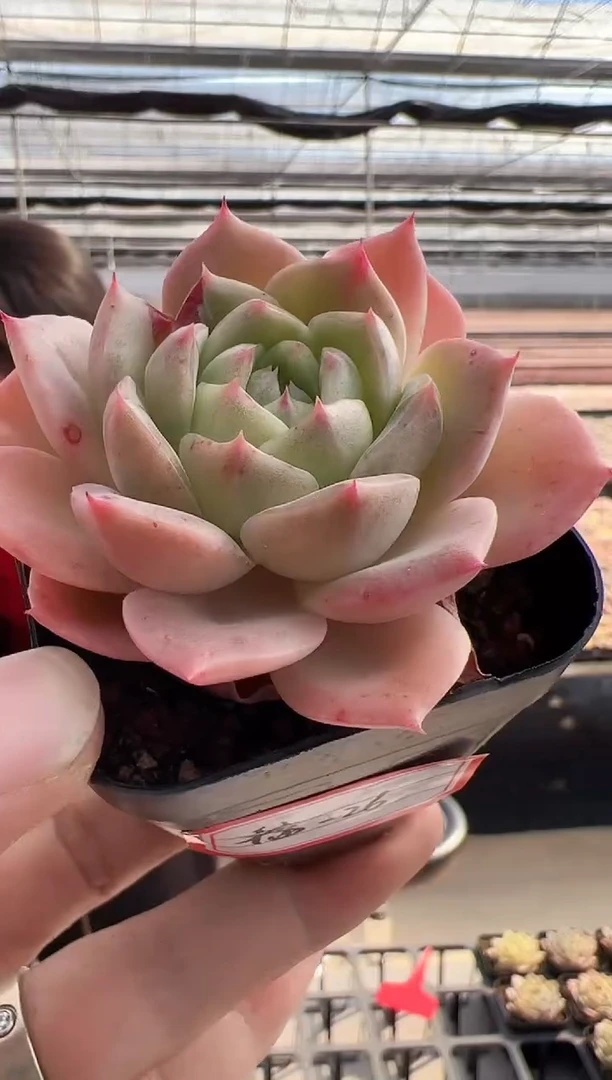 【闪购商品】福利-26