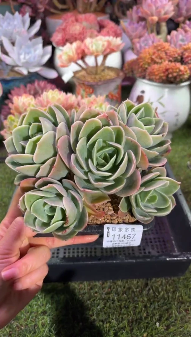 【闪购商品】11467