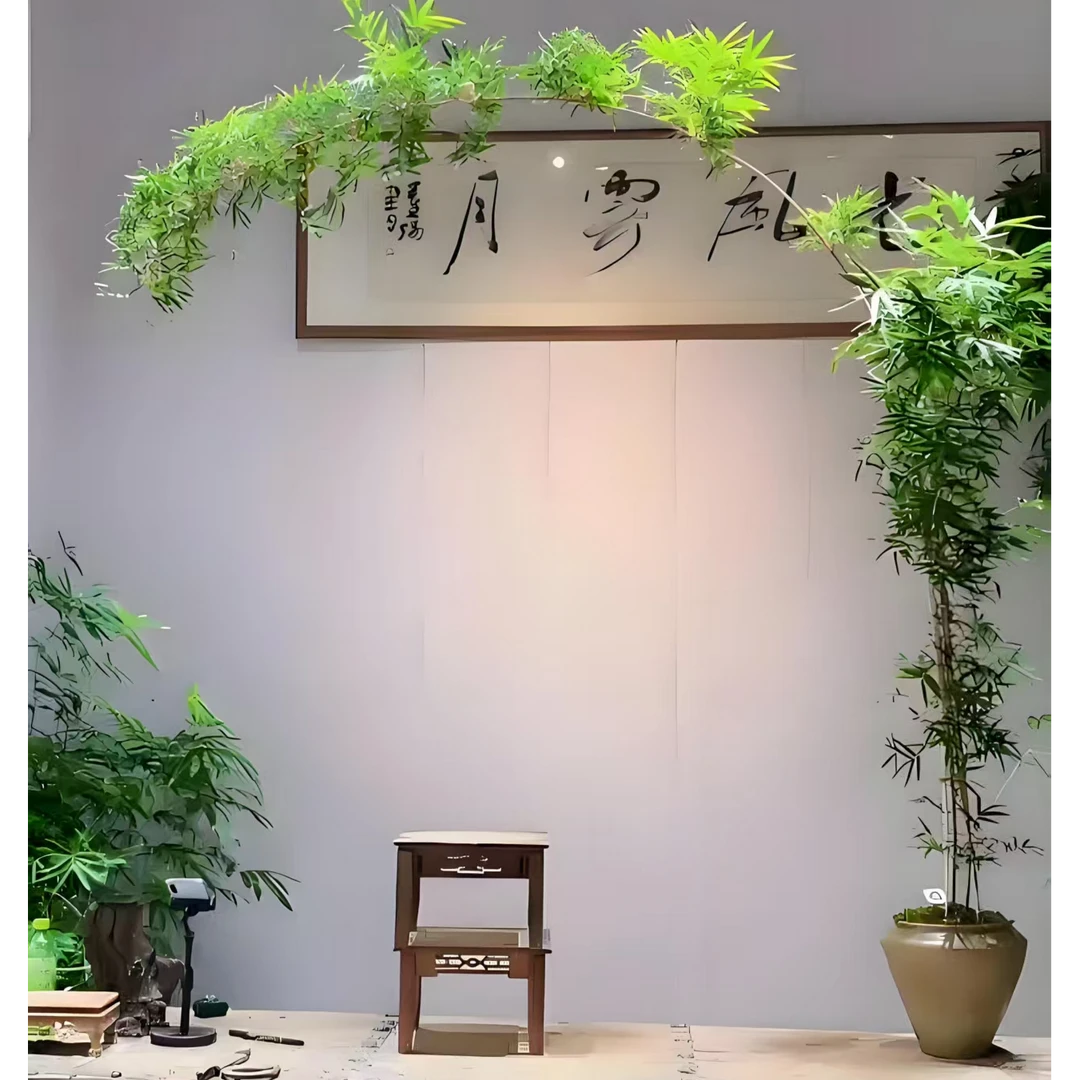 一物一拍观音竹室内办公室禅意观赏绿植盆栽大植物