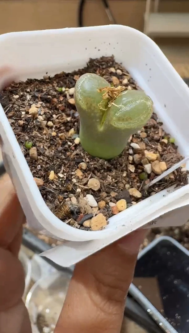 多肉植物肉锥3-188