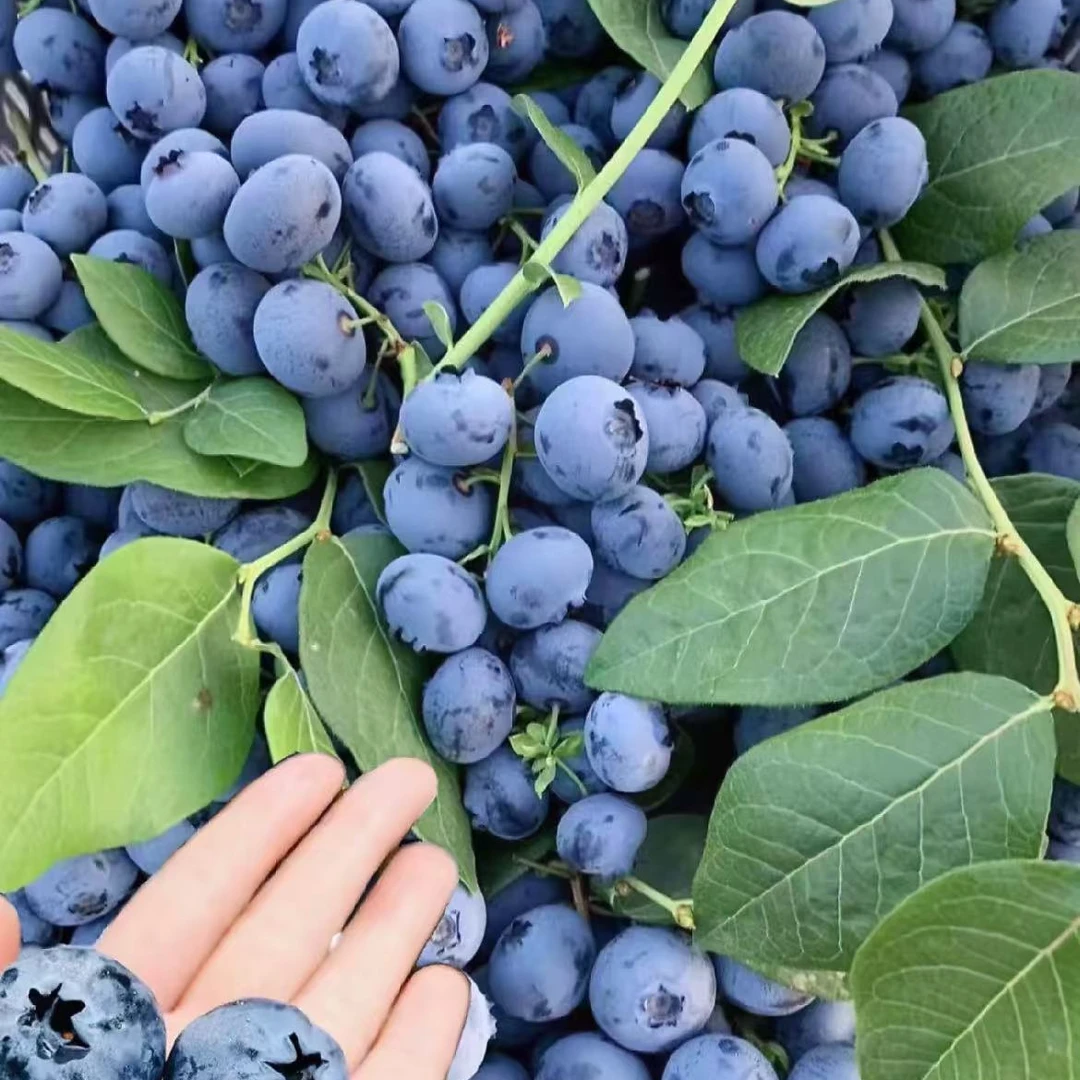 【云南蓝莓20mm 】 1.5斤云南蓝莓云南省玉溪市