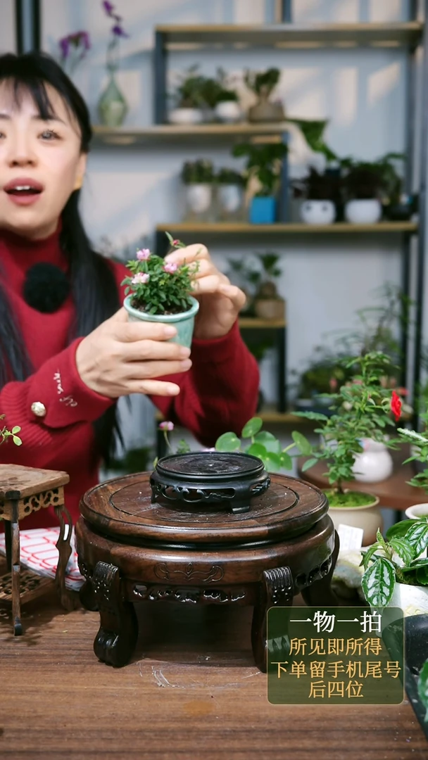 【闪购商品】82--0127月季绿