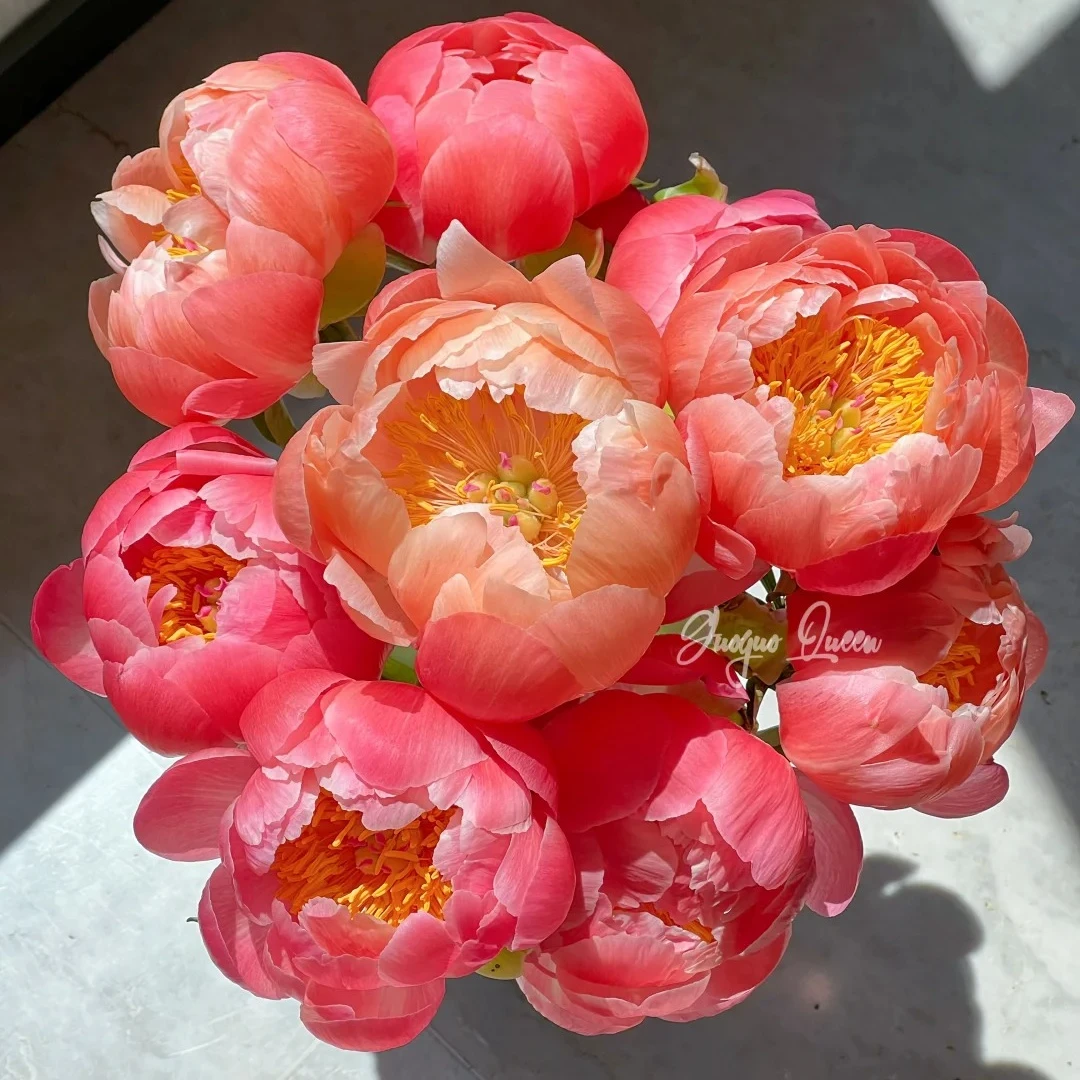 【珊瑚魅力】芍药苗经典变色盆栽地栽阳台庭院花园 包对版包正版