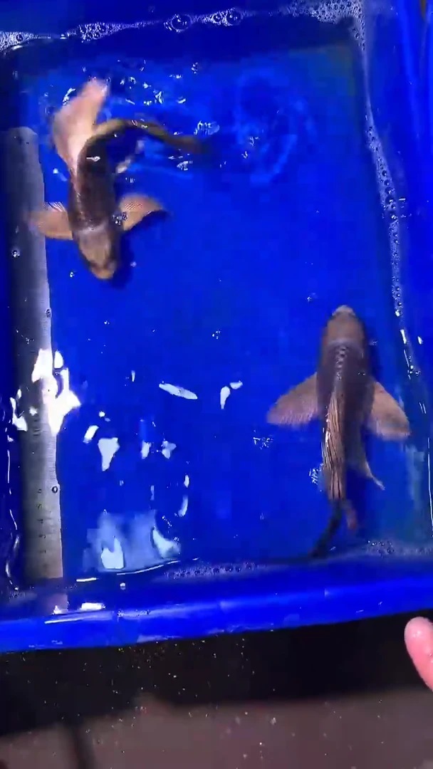 蝴蝶鲤鱼蝴蝶鲤直播选鱼专用链接 凭开箱视频售后