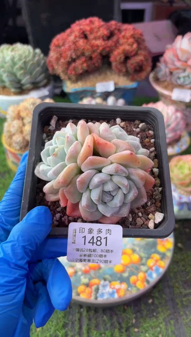 昆明印象多肉1481