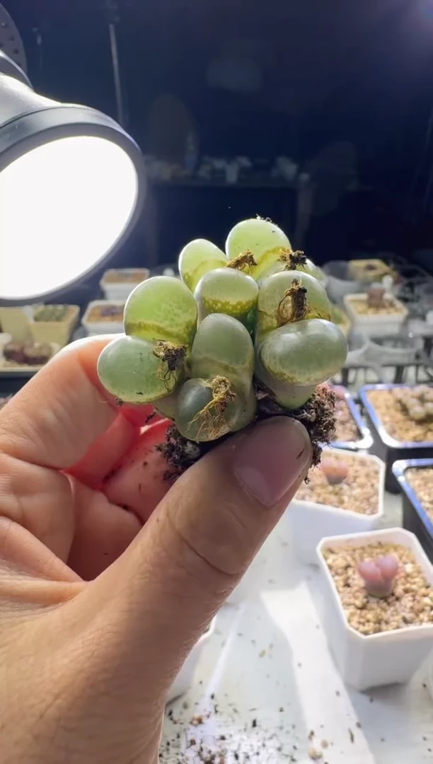 【天津专场】180多肉植物肉锥