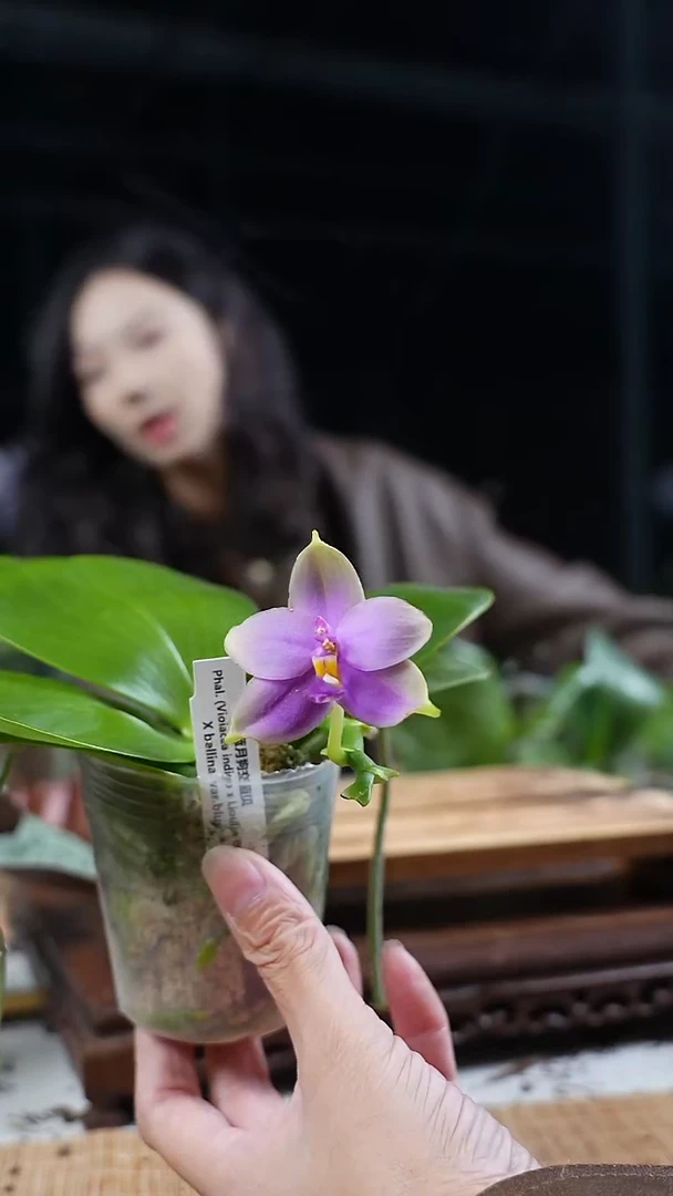 完全开放蓝月狗交蓝贝 浓香 可以挑苗