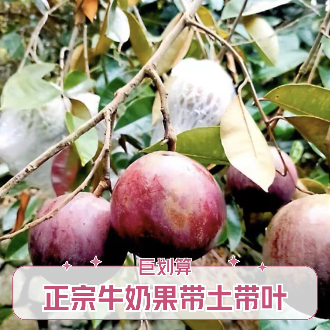 牛奶果苗青皮牛奶果星苹果热带水果苗金星果嫁接牛奶果树苗