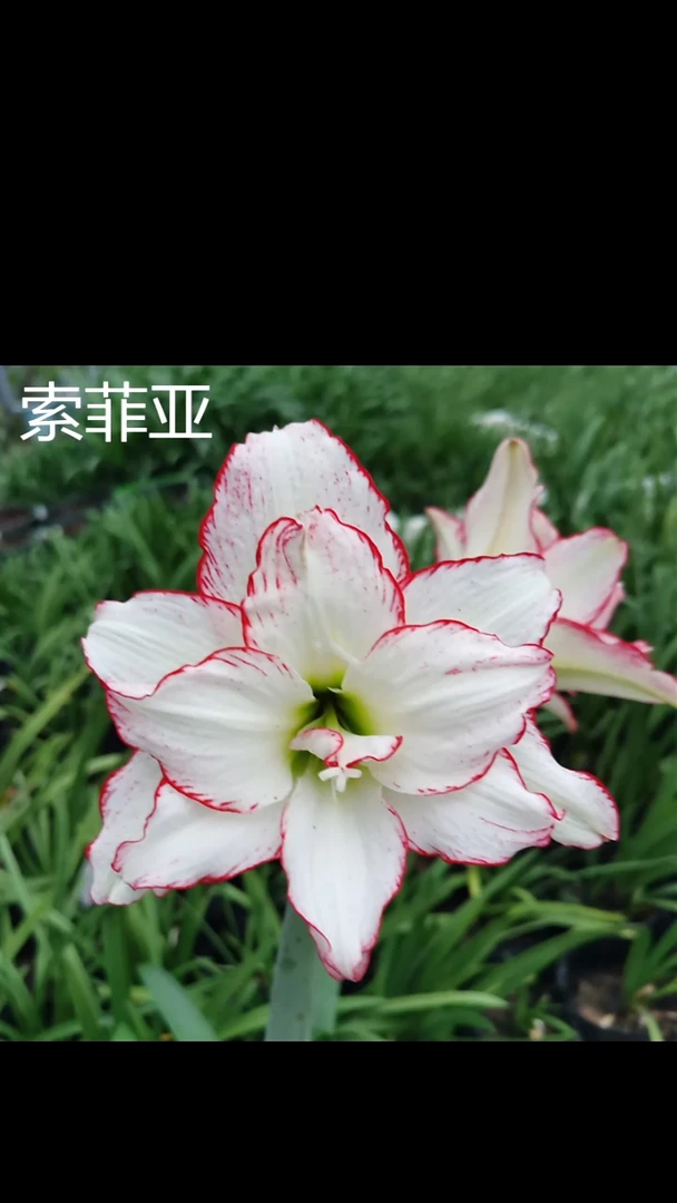 朱顶红索菲亚4厘米