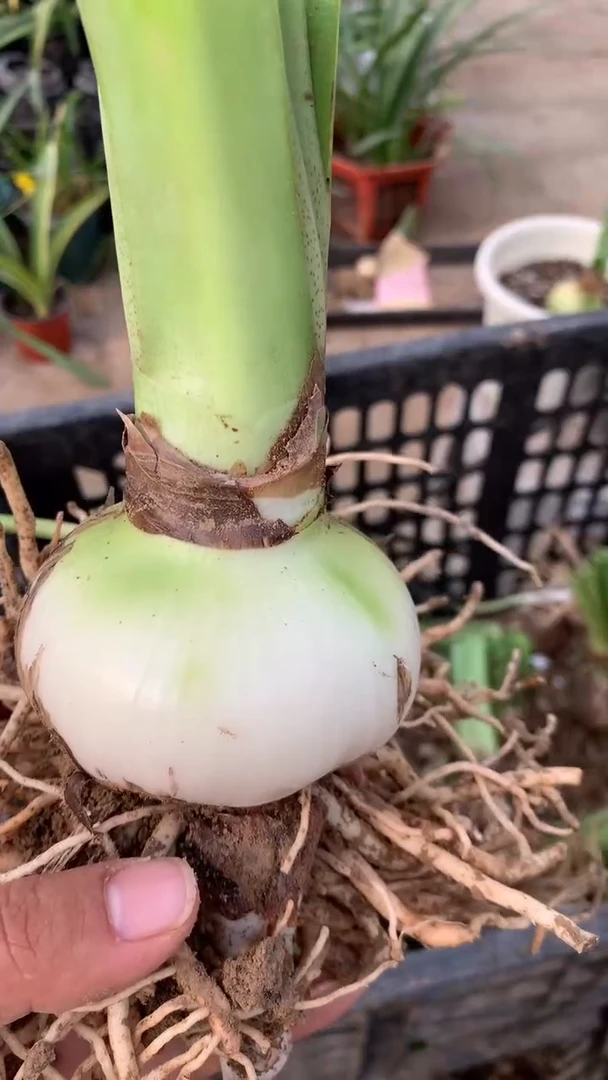 当前无花栽培后可以开花安吉拉7cm+