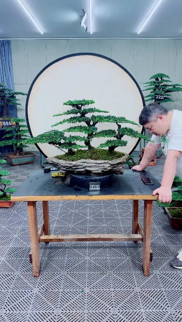 无花朵罗汉松盆景