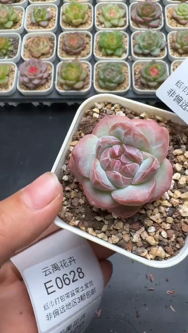 627E云禹多肉植物 带盆土纸巾打包 3颗包邮