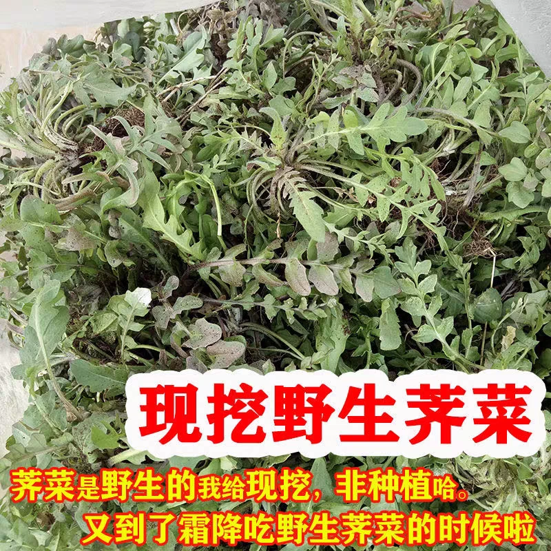 现挖野生荠菜新鲜直供包饺子包包子很般配