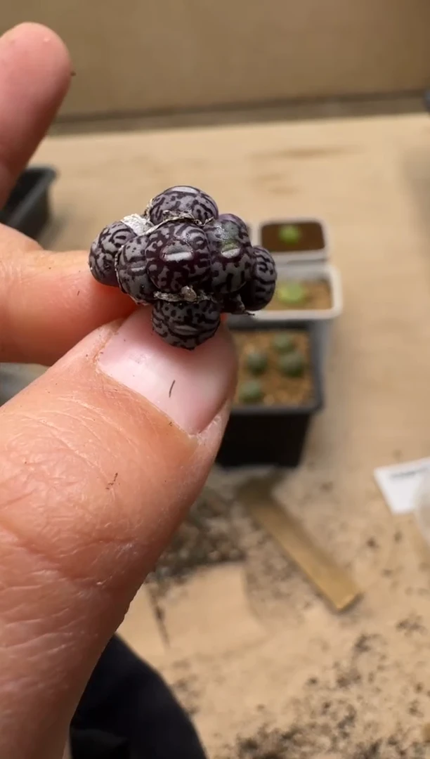 【闪购商品】1/21-128