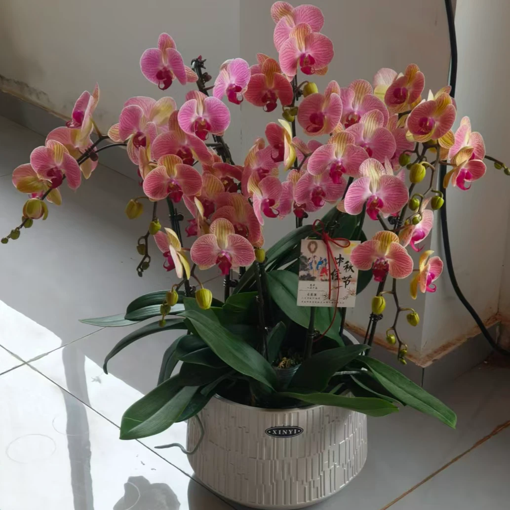 蝴蝶兰（旋律）6株12个花剑带花苞盆装室内花卉