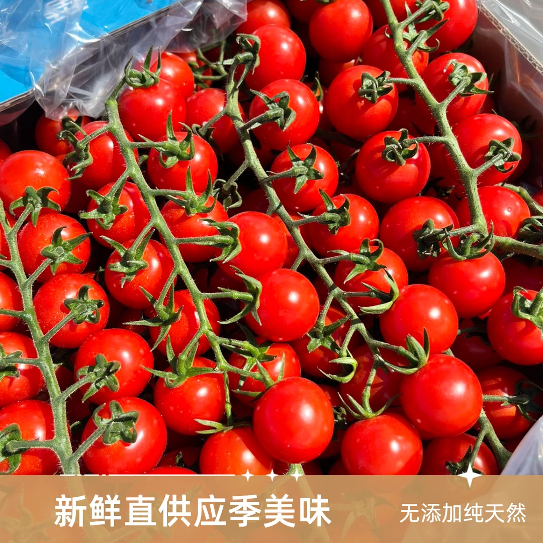 串收番茄小番茄1公斤串枝番茄上海市