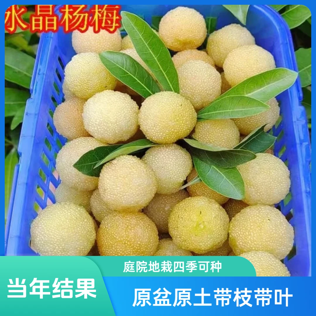 y云南白水晶杨梅苗杨梅树树苗嫁接盆地栽南特大果树苗杨梅苗