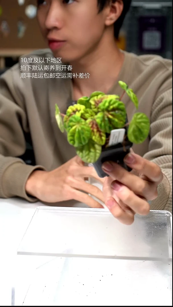 完全开放055-椒草锦