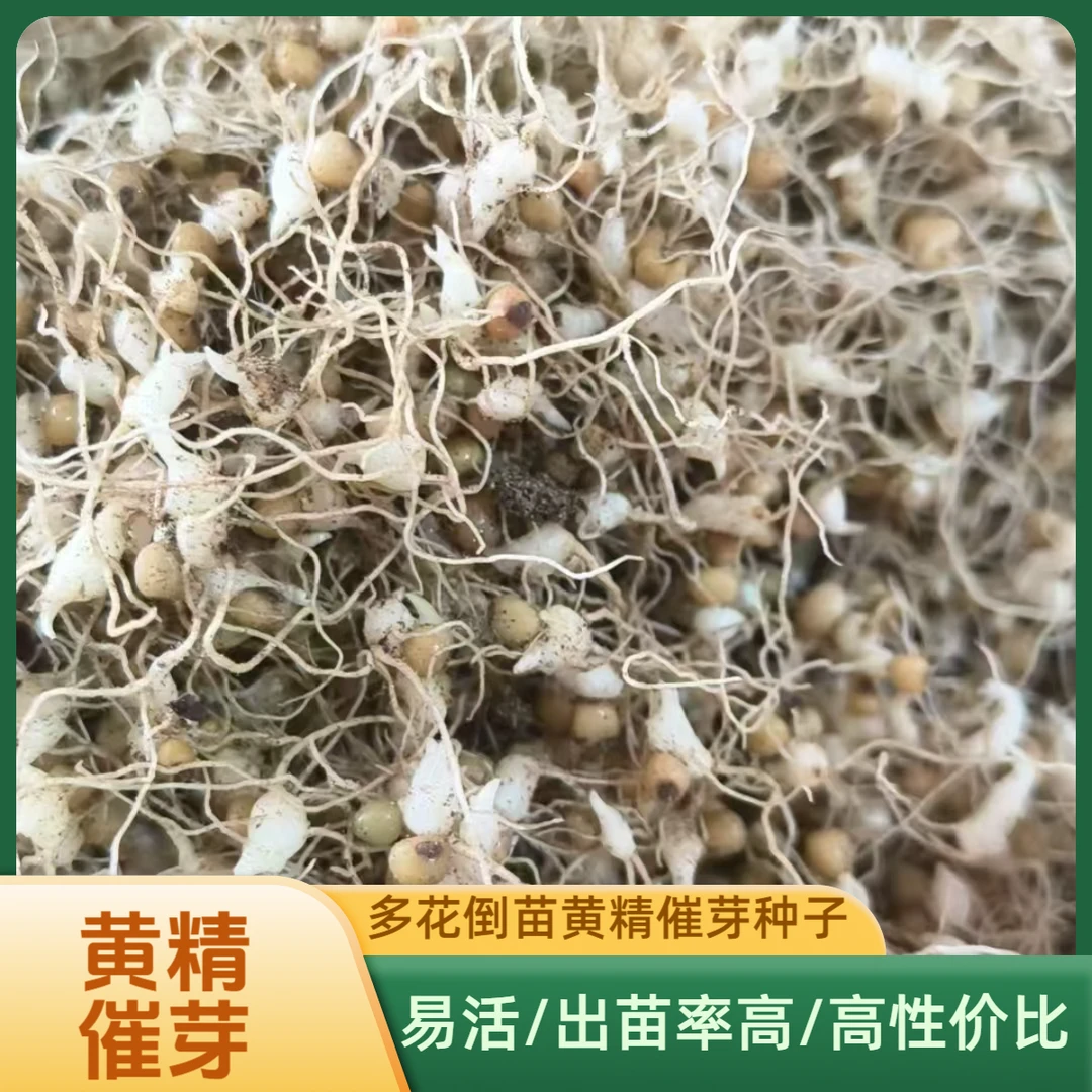 多花姜型倒苗黄精催芽种芽 药典黄精种芽幼芽产量大含量高易管理