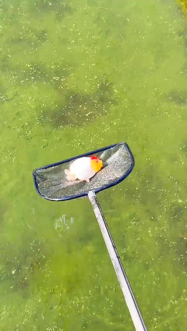 金鱼豆****w水娃娃渔场兰寿金鱼 观赏鱼 不包邮