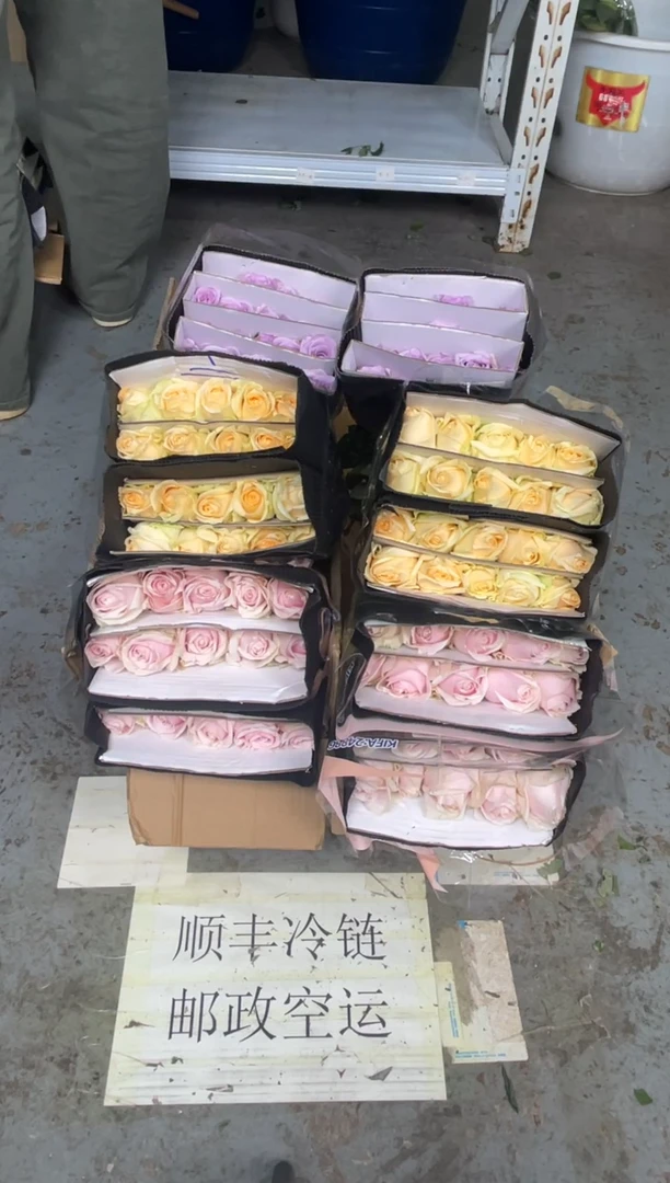 粉红20枝+香槟20枝+海洋之歌20枝