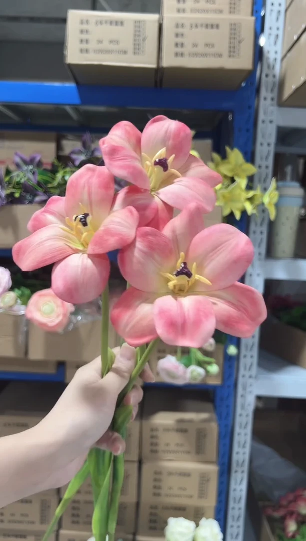 3枝橘粉布朗尼郁金香