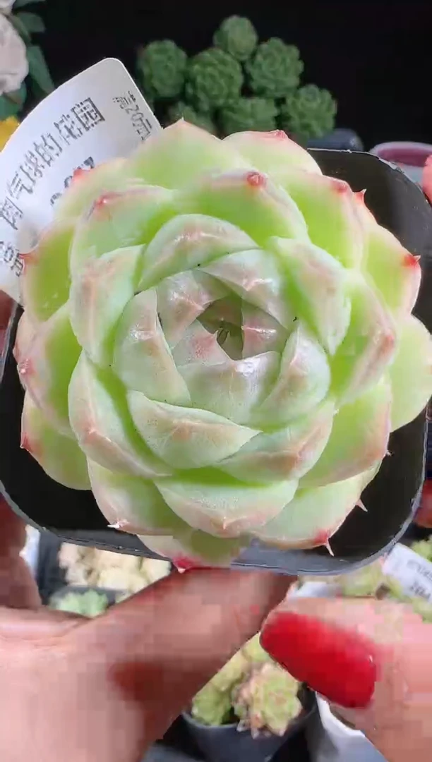 肉气球1028-207麦秆