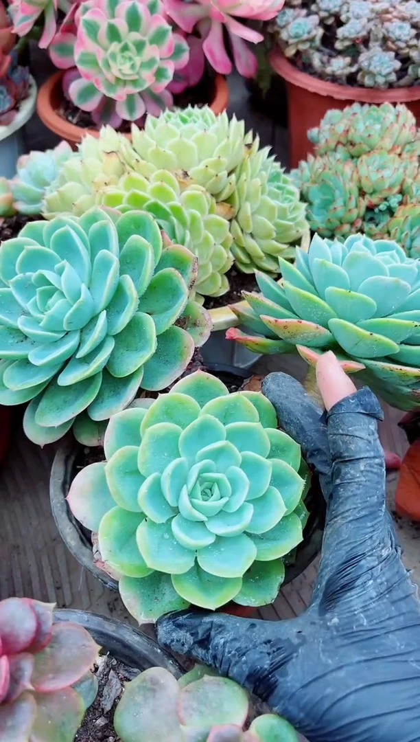 ＇****°30084多肉植物一物一拍