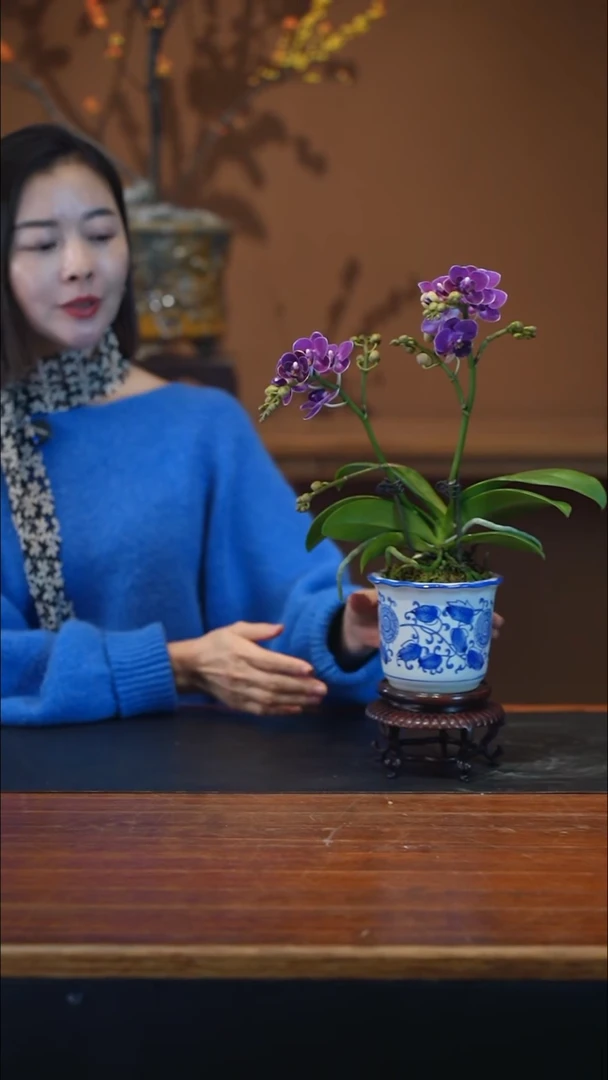 全部花朵蝴蝶兰青花盆景盆景盆景