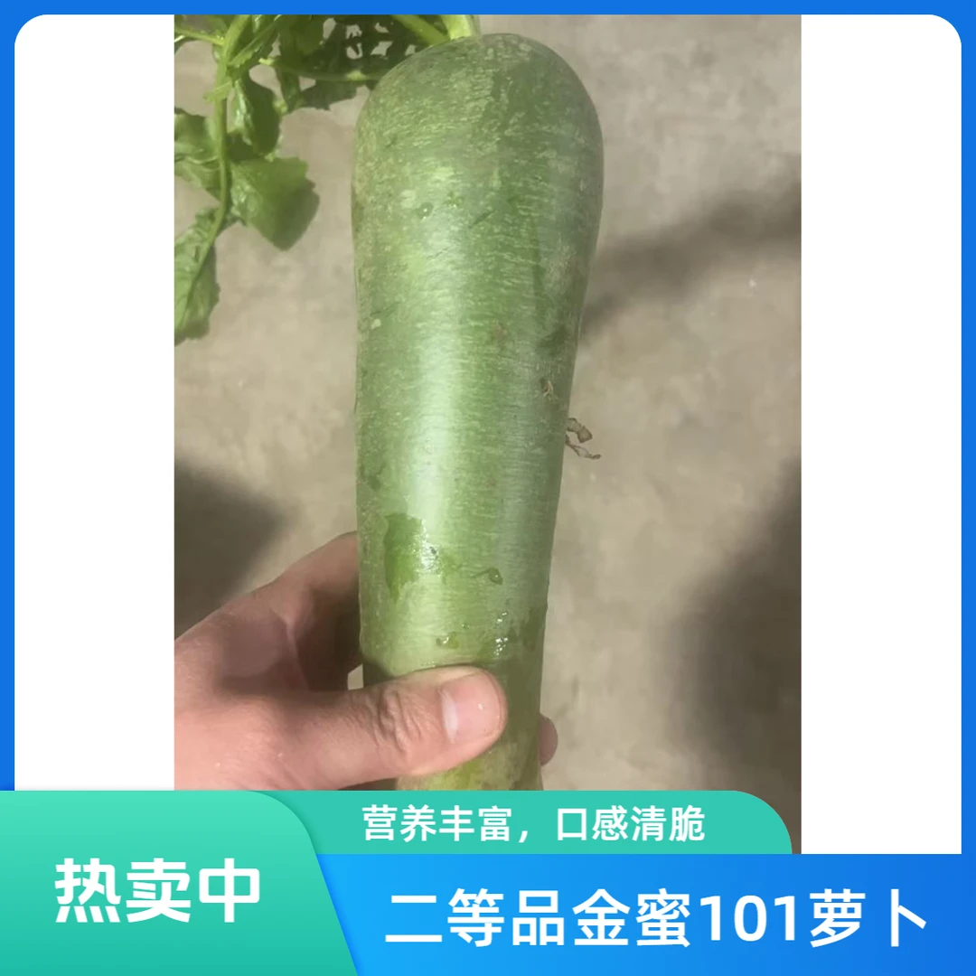 天津特产 二路金蜜101水果萝卜二等品5斤 脆甜京东或顺丰包邮