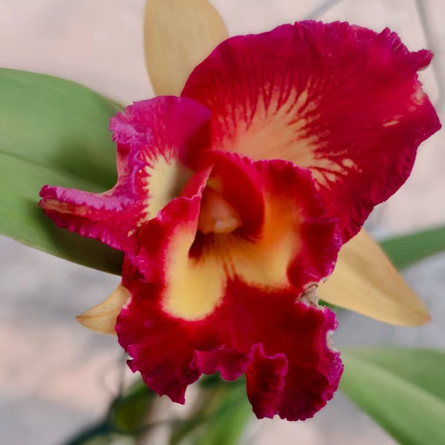 【零度生物】金丝猴原种卡特兰浓香续花