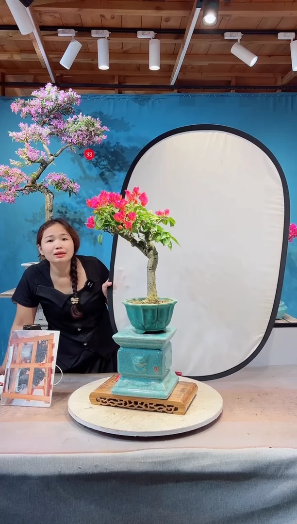 全部花苞月**酌同安红三角梅