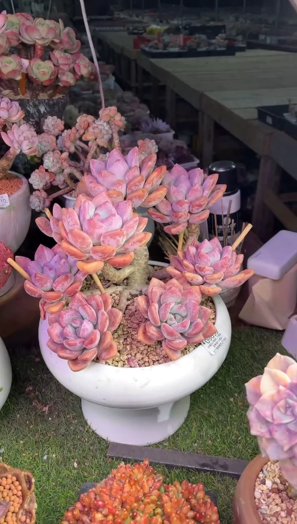 【闪购商品】09856