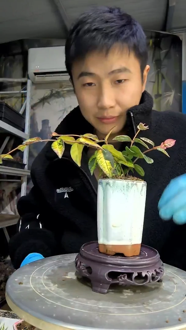 牛*中青园艺一物一拍花270