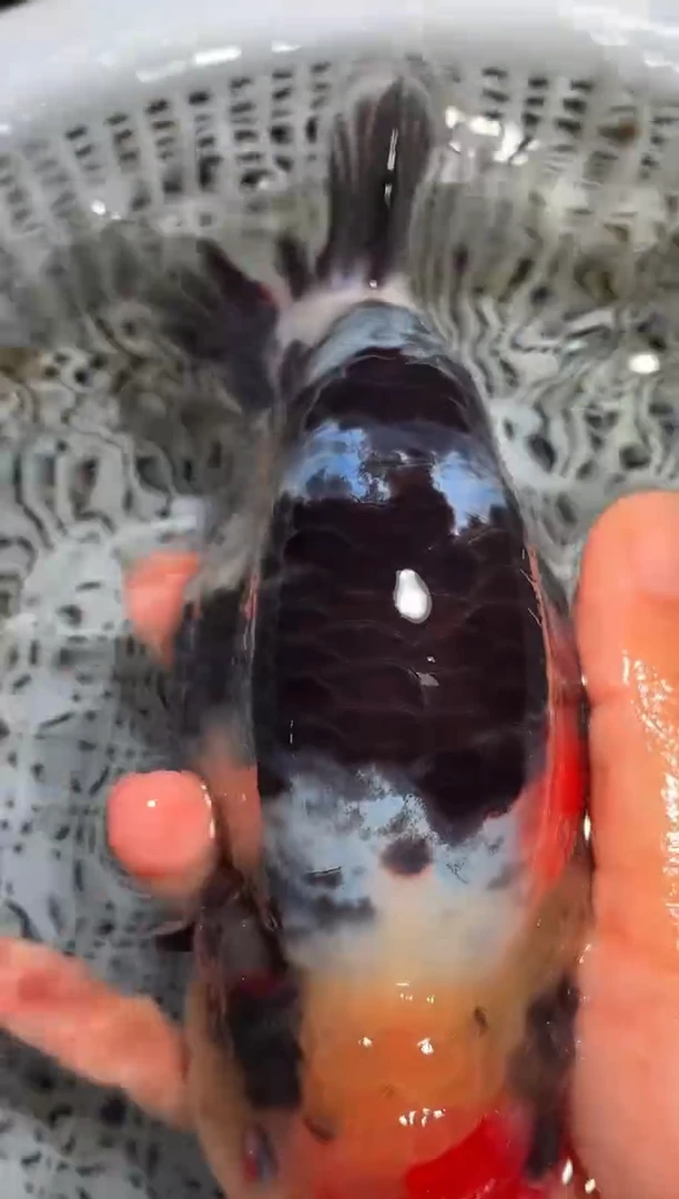 金鱼（运费自理，马印灯照射）福州追鱼兰寿金鱼