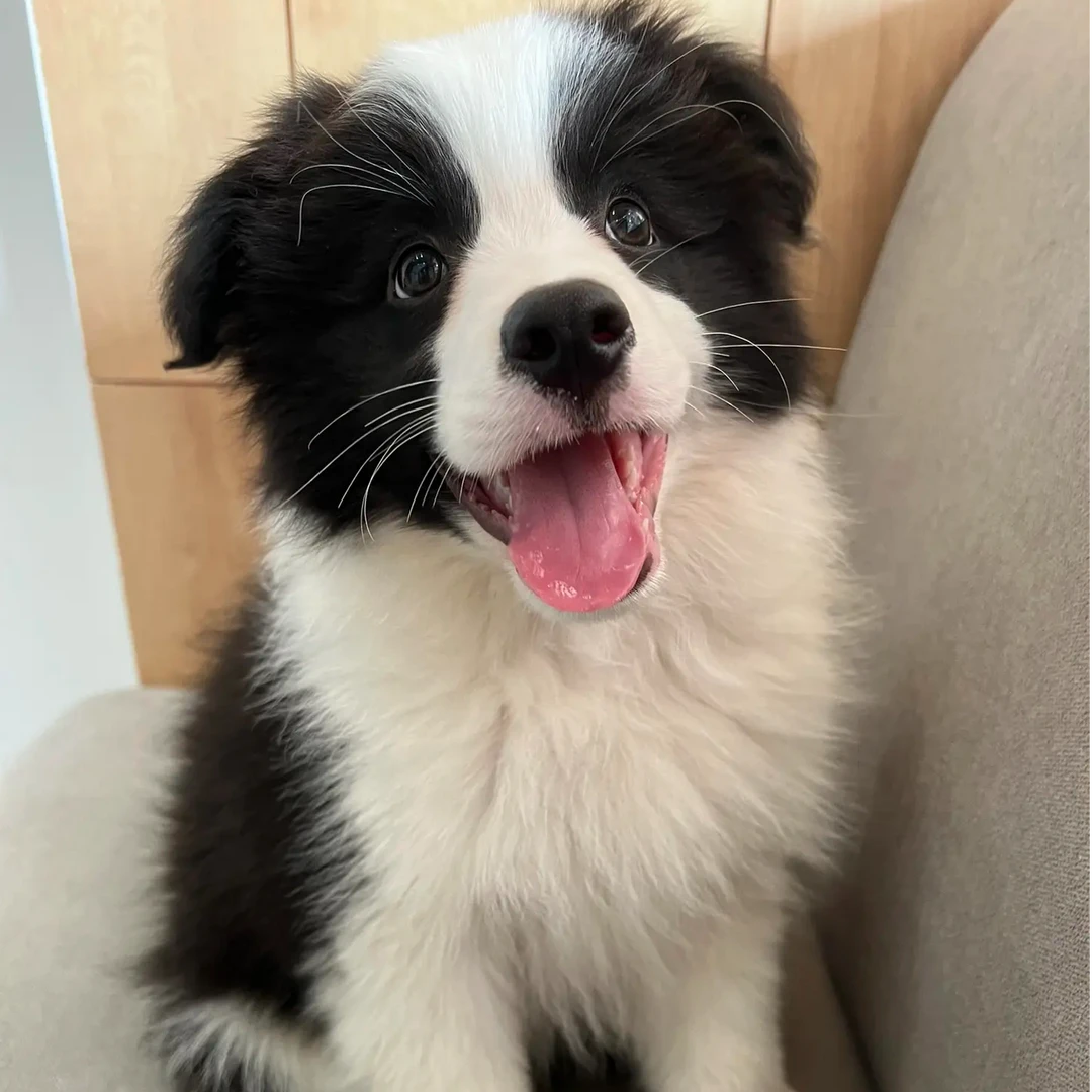 （兴旺萌宠）纯种边牧幼犬狗狗活体【一物一拍】