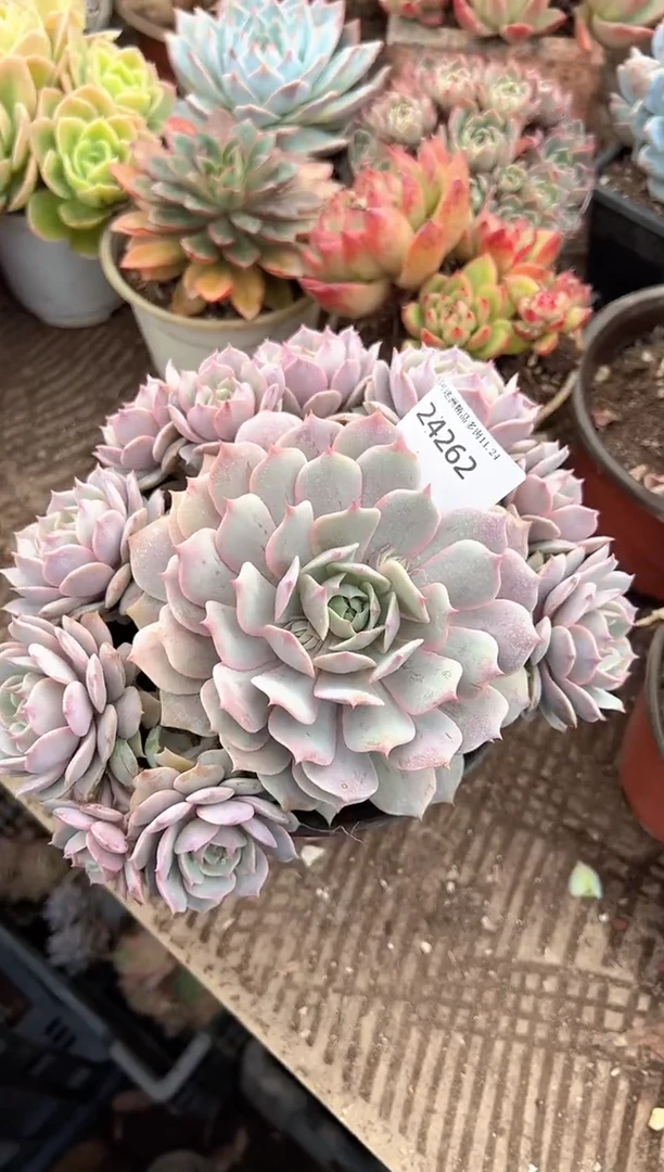 今****?多肉植物一物一拍24262