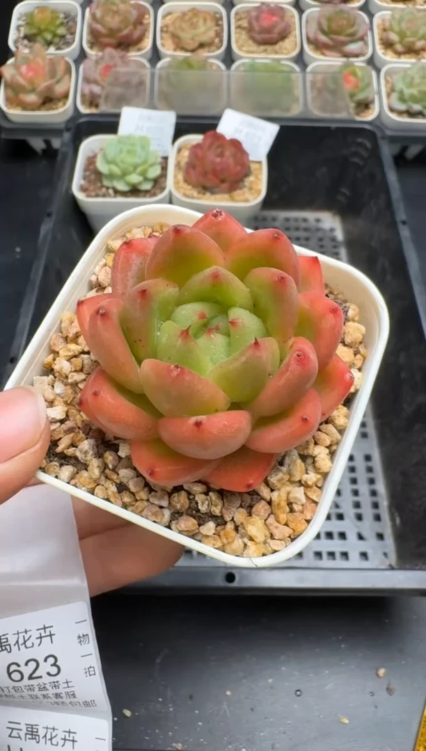 622H云禹多肉植物 带盆土纸巾打包 当天拍3颗包邮