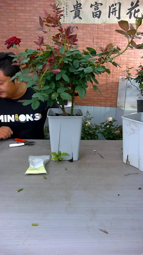 当前无花朵，栽培后可花朵黑巴克6.5L