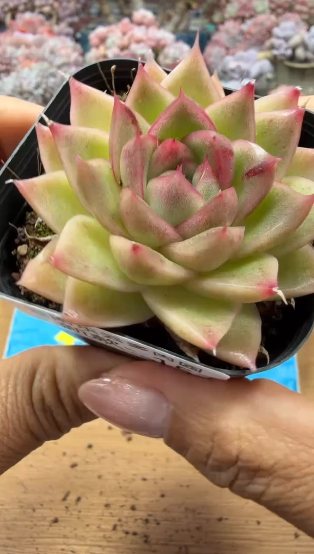 东云多肉园二店-157