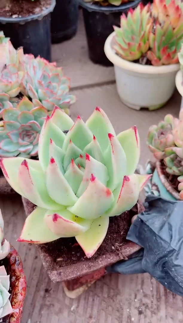 满**叶29054多肉植物一物一拍