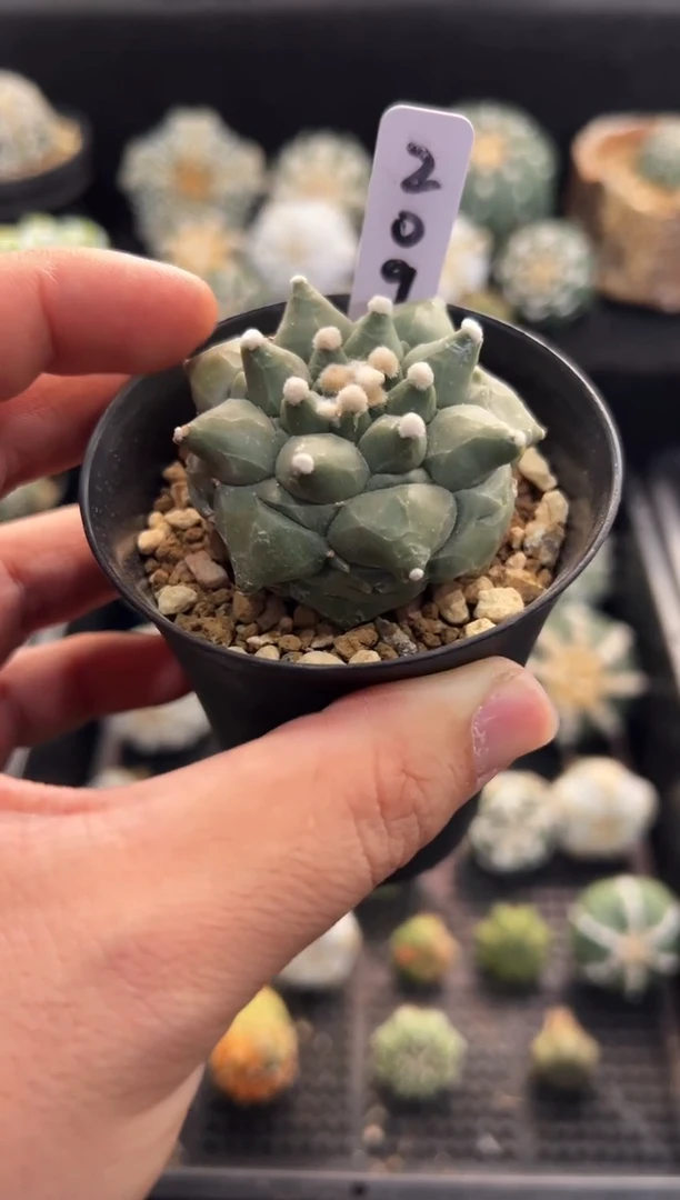 龟甲实生根星兜编码209