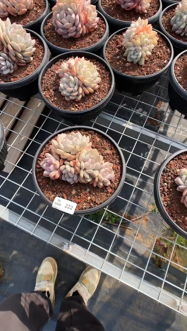 【闪购商品】222一物一拍