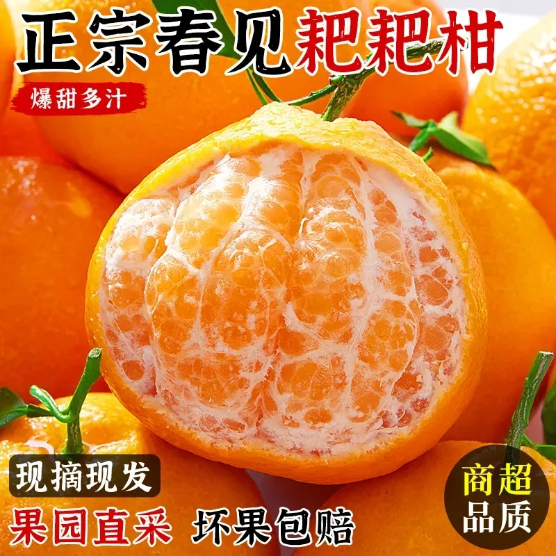 正宗四川春见耙耙柑新鲜带叶发货多汁爽口的应季水果