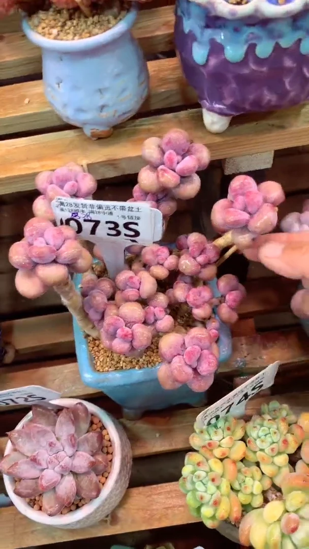 073S（一物一拍实付满28发货，默认不带盆土）